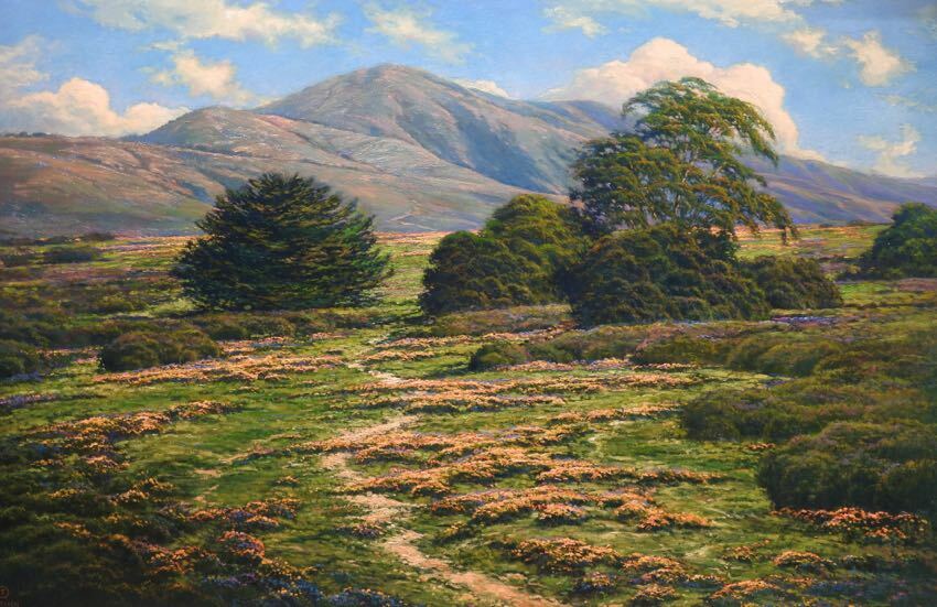 Montana D'Oro Poppies 2