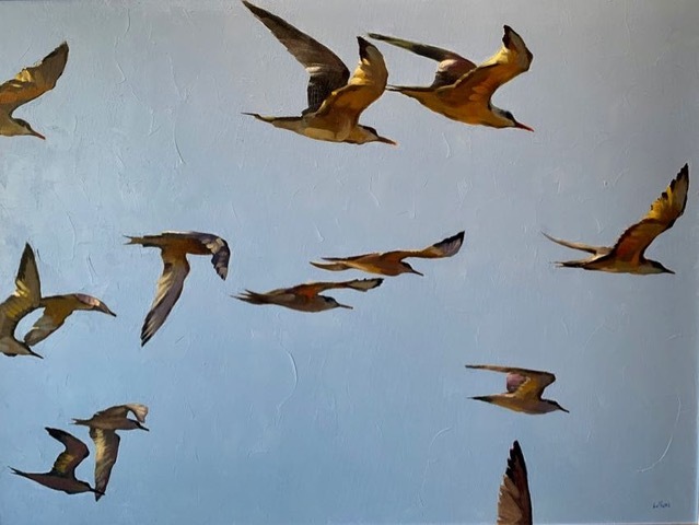 California Terns 30x40 Dan La Vigne