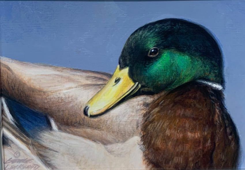 Resting Mallard 5x7 by George Lockwood